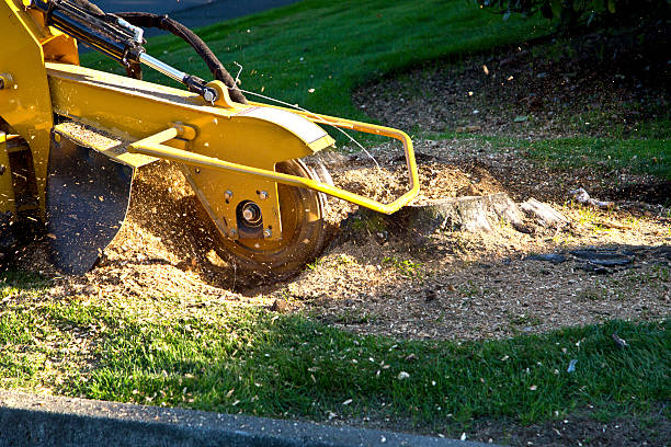 Best Tree Clearing Services  in USA